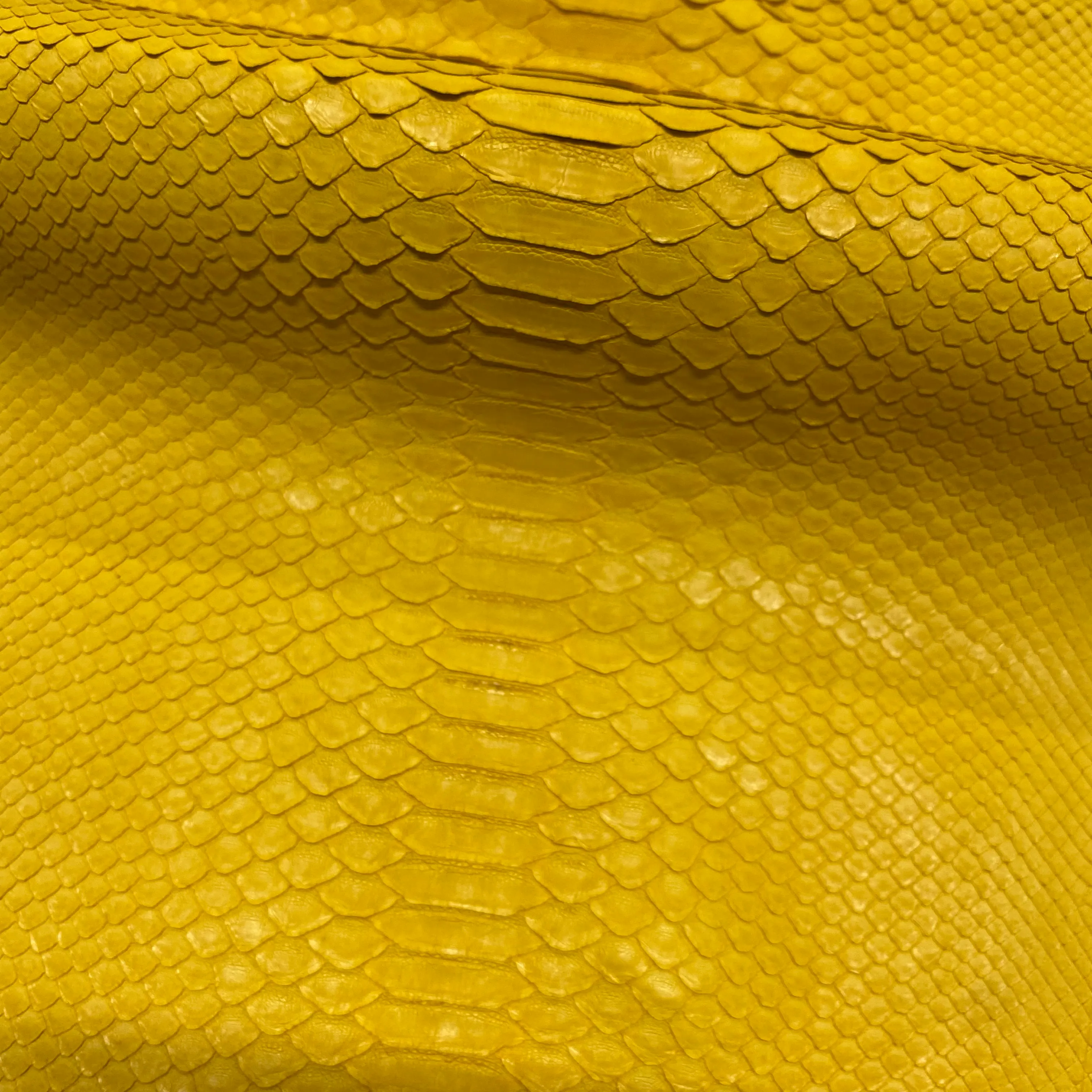 Python Matte | Yellow | Short Tail Back Cut